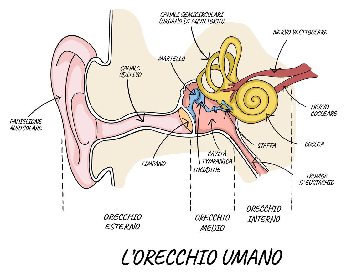 Disegno dell'anatomia di un orecchio | © Adobe Stock